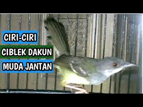 Sukses menangkar ciblek kristal di kandang terbuka habitat burung beranjangan di alam liar. Ciri-ciri Burung Ciblek Dakun Jantan Muda - YouTube