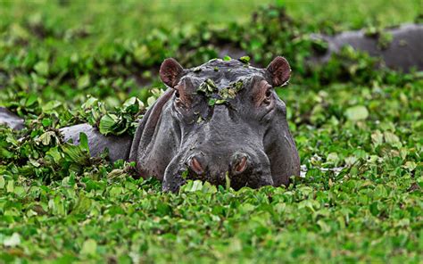 Descargar Fondos De Pantalla El Hipopótamo 4k Bog La Fauna Los