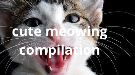 Top 10 Cute Cats Meowing Compilation Youtube
