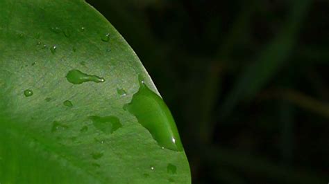 Slow Motion Water Drops On Green Leaf Stock Video Footage 0029 Sbv