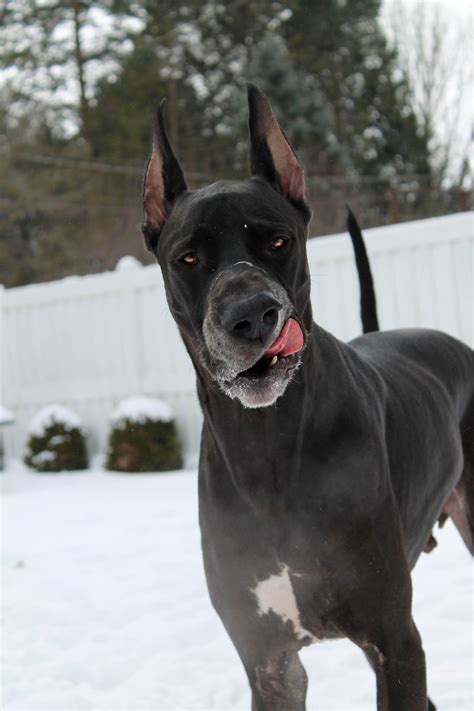 You will receive a receipt when you pick up your puppy along with a bag of food, a collar, a leash, and your puppy's health records. Sniffing #greatdane | Great dane dogs, Great dane, Dane ...