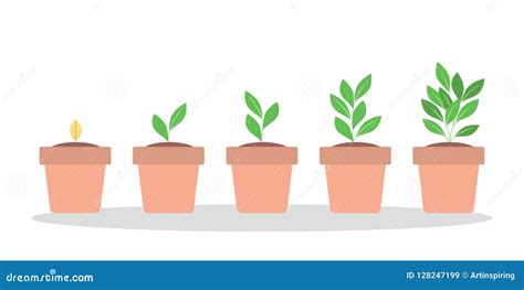 Stages Of Green Plant Growth In The Pot Stock Vector Illustration Of