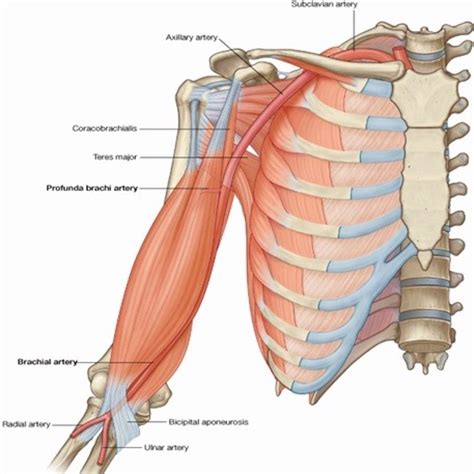 Anatomy Lesson 56 Achy Brachial Artery Outlander Anatomy