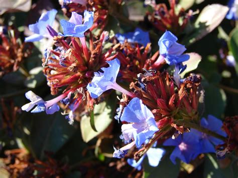 New Utah Gardener Top 10 Fall Flowering Waterwise Perennials For Utah