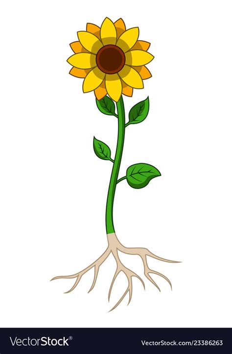 Sunflowers Tree With Root System Royalty Free Vector Image