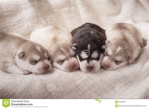Breeders of merit are denoted by level in ascending order of: Newborn Siberian Husky Puppies Stock Image - Image of ...