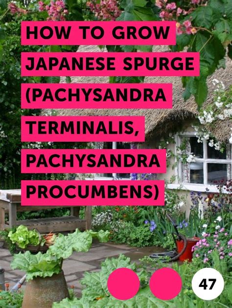 Pachysandra or pachysandra 's floral region is north america us lower 48, specifically in the states of alabama, connecticut, delaware, florida, georgia, illinois, indiana, kentucky, louisiana. How to Grow Japanese Spurge (Pachysandra Terminalis ...