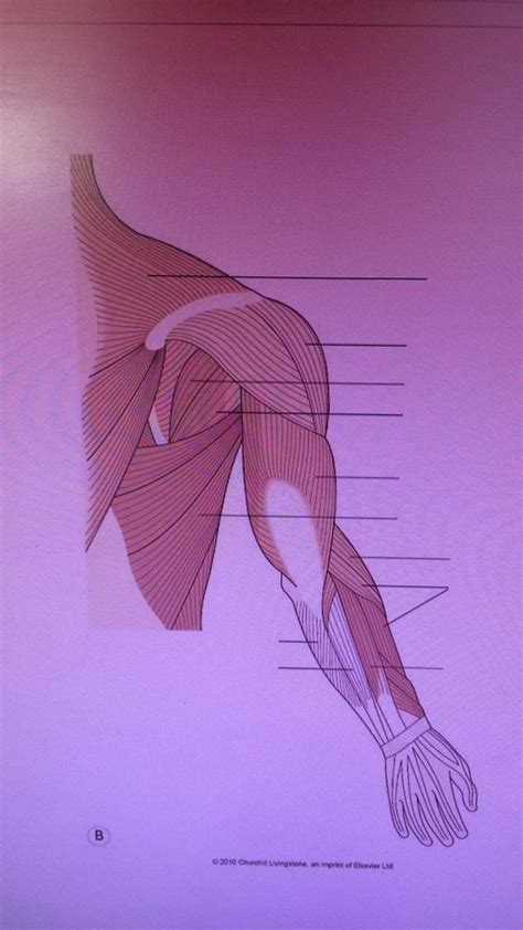 Upper Limb Muscles Posterior Diagram Quizlet