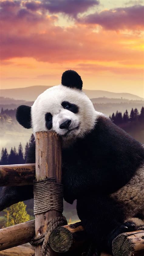 16 Top Inspirasi Panda Wallpaper For Tablet