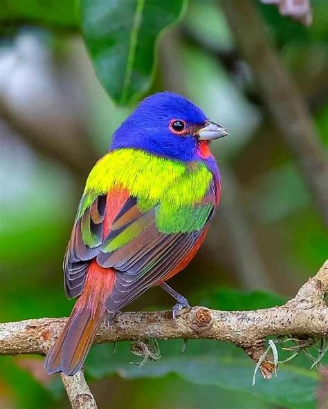 Flightsoffancybirds Rare Birds Exotic Birds Colorful Birds Bunting
