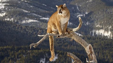 Cougar On A Branch 4k