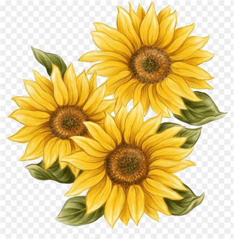 Download 3D Sunflower Svg Free Background Free SVG files | Silhouette