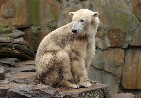 Grolar Bear Grizzly Bear Polar Bear Hybrid Animal