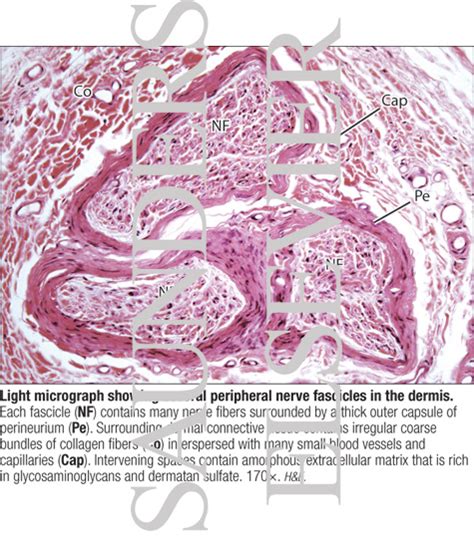 Peripheral Nerve Histology Labeled