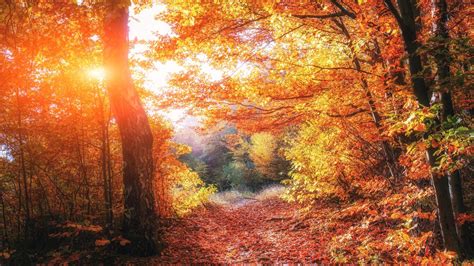 1366x768 Autumn Forests Leaves Fall 5k Laptop Hd Hd 4k Wallpapers
