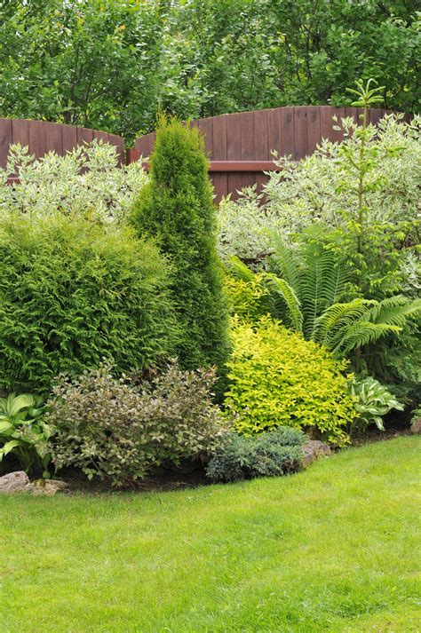 Identifying Different Types Of Evergreen Shrubs