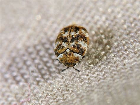 Tiny Beetles In House Australia House Design Ideas