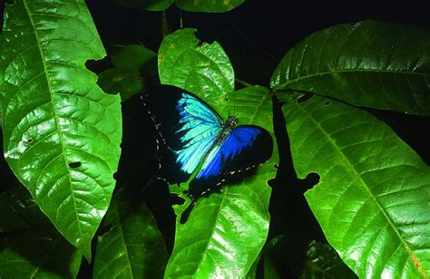 Beautiful Butterflies Wet Tropics Management Authority