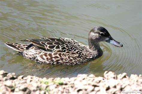 Female Ducks Identification Wildfowl Photography