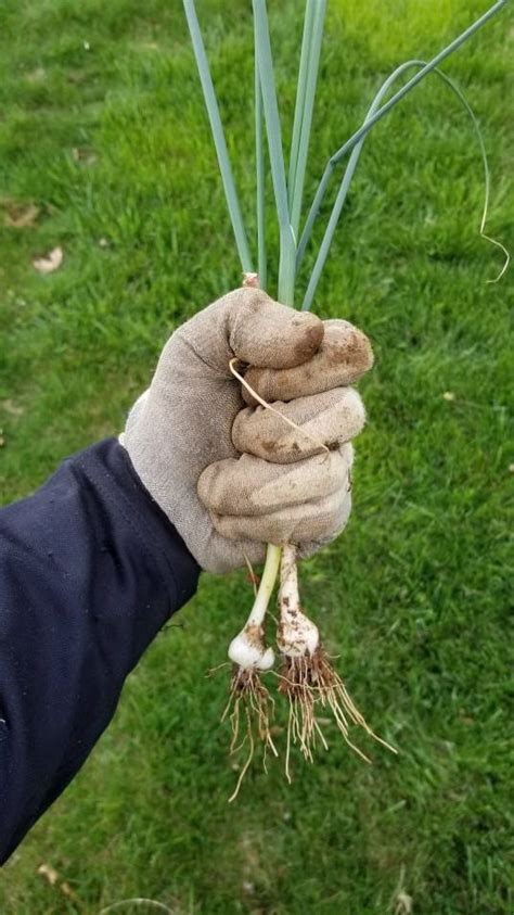 How To Control Wild Onions Wild Garlic And Onion Grass Growit Buildit