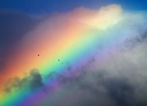 Wallpaper Sky Bird Nature Rain Clouds Skyscape Rainbow Day