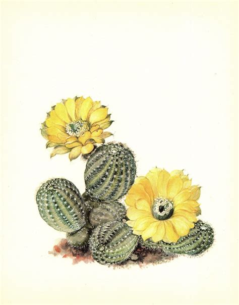 Vintage Cactus Art Print Southwestern Decor Yellow Flower Etsy In