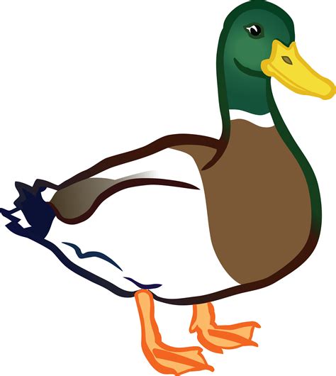 Duck Images Clipart Free Download On Clipartmag