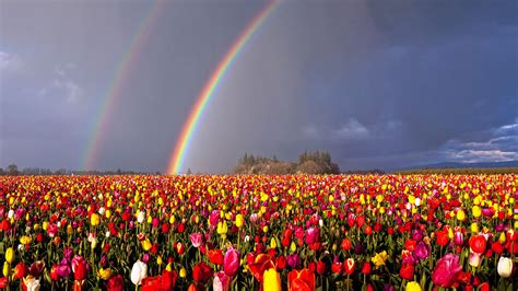 Oregon Double Rainbow Over Flowers Field Hd Rainbow
