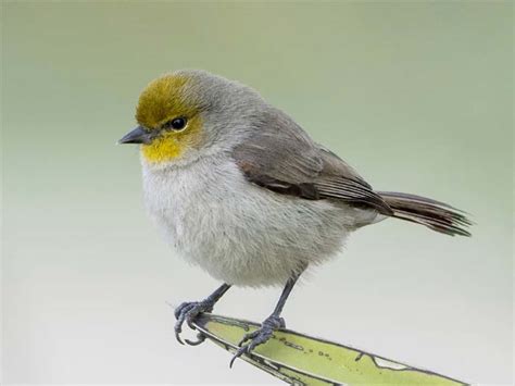 Worlds Smallest Birds Small Wonders Of The Wild With Wings