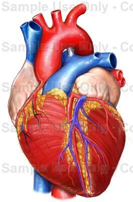 Use the download button to view the full image of anatomical heart coloring page. Anatomical heart for next tatt | Tattoos | Pinterest ...