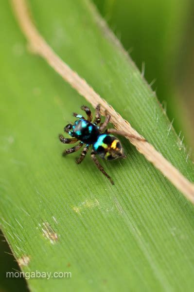 A Radiant Blue And Yellow Spider In The Ebano Verde Scientific Reserve