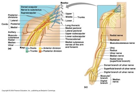 Plexuses Of Spinal Nerves Cervical Plexus The Nervous System