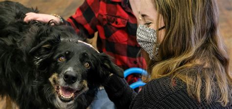 Pause for Paws Therapy Dogs – Inside UW-Green Bay News