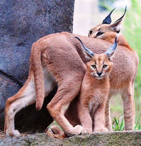 Baby Caracal Unique And Unusual Rare And Exotic Animalsbirdsreptil