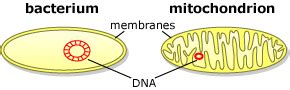 Mitochondria are located in the cytoplasm of the cell. Evidence for endosymbiosis