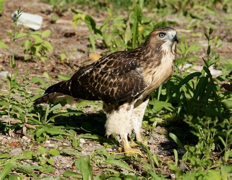 Nature Works Photography Red Tail Hawk Immature