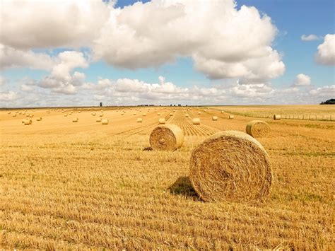 Hay Bales On A Field Free Stock Photo Public Domain Pictures