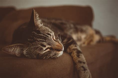 Photo Of Cat Sleeping On The Couch · Free Stock Photo