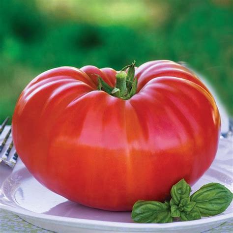 Burpee Supersteak Tomato Plants For Sale Growjoy Inc