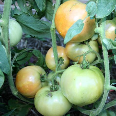 Mulching Staking And Pinching Your Way To Better Tomato