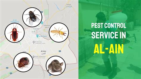 City pest control protects the health and property of all of our customers' homes. Al Ain Pest Control Service (2020)