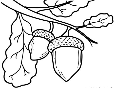 Acorns Drawing at GetDrawings | Free download