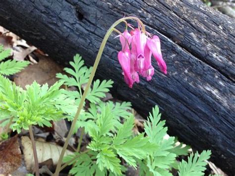 Early Spring Wildflower Hikes Spring Wildflowers Wild Flowers Spring