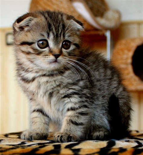 Munchkin Scottish Fold Tabby Kittens And Puppies Baby Kittens Cute
