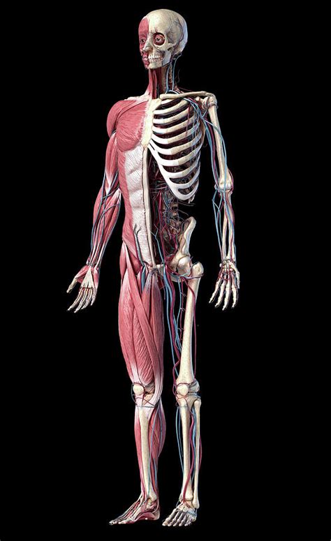 Full Body Human Skeleton With Muscles Photograph By Pixelchaos
