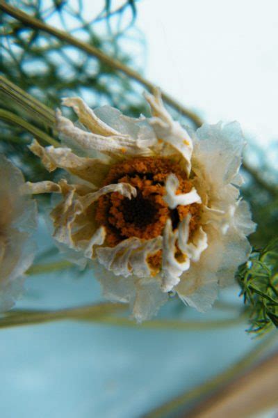 Air Drying A Daisy Bunch Dried Flower Craft