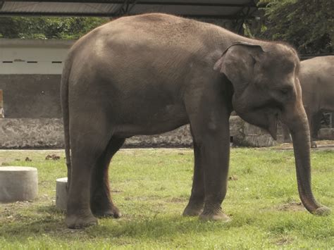 Inilah sarana yang menjadikan pengunjung yang datang ke kebun binatang diberikan akses untuk berfoto bersama binatang. Foto-Foto Gajah di Kebun Binatang Gembiraloka | Fauna Gue
