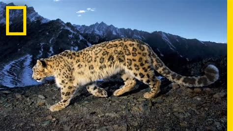 Searching For The Snow Leopard National Geographic Youtube