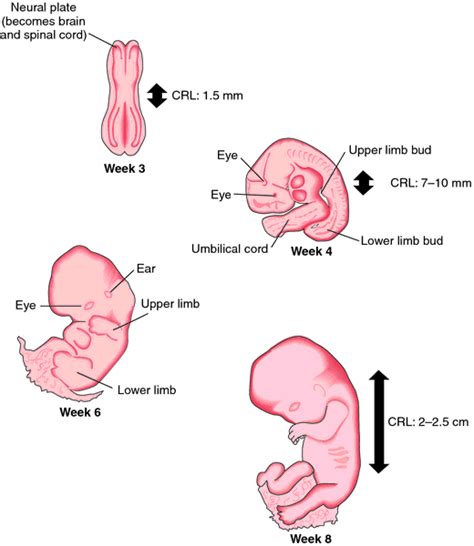 Humanandanimal Anatomy And Physiology Diagrams Definition Of Embryo By