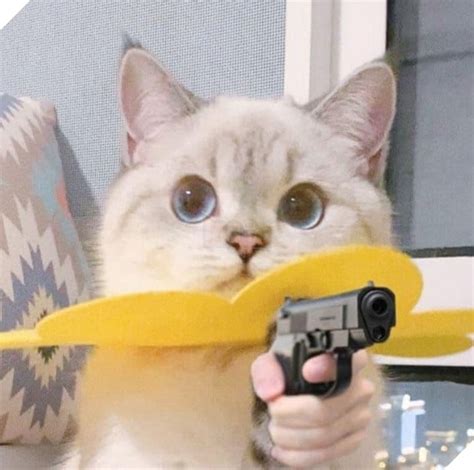 Tổng Hợp Các Meme Mèo Siêu Dễ Thương Mà Bạn Nên Có Trong Máy Tính Tháng Hai 2023 Z Photos